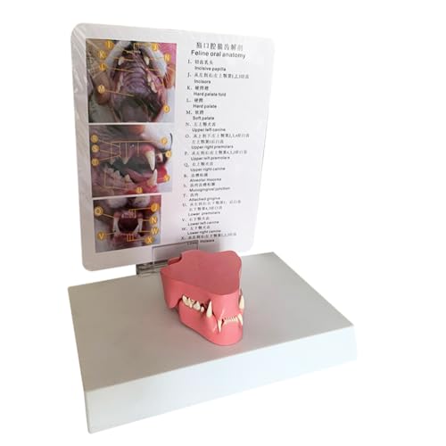 Modelo anatómico de dientes de gato y mandíbula canina para herramienta educativa veterinaria 3