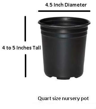 Miniatura 4 de Tuscarora Crepe Myrtle Trees - Flores rosadas - Contenedores de cuarto de galón - Sistema de raíces fibrosas - Cultivado por Crape Myrtle Guy -