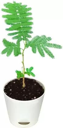Cloud Farm Shami/Prosopis Cineraria Lucky Plant CF_70 (B0BHS5CTBY) Amazon Price History, Amazon Price Tracker