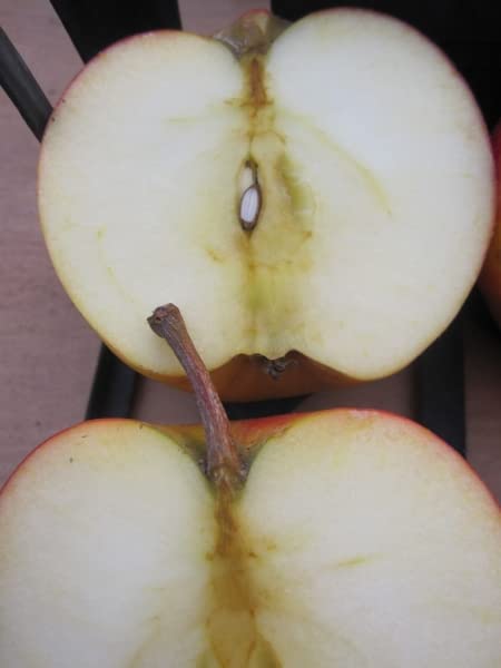 Malus Elstar - Herbstapfel Elstar