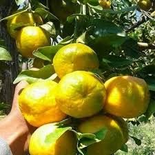 See full amazon price history chart for SVM SHOP Nagpur Mandarin Orange, All Time Variety, Healthy Sweet Grafted Fruit Live Plants (1-1.5 Ft Size), Pack of 1 SVM SHOP Nagpur Mandarin Orange, All Time Variety, Healthy Sweet Grafted Fruit Live Plants (1-1.5 Ft Size), Pack of 1 (B0CBKYPM5W) Amazon Price History, Amazon Price Tracker