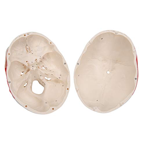 Image of 3B Scientific Classic Skull, Painted, 3-Part