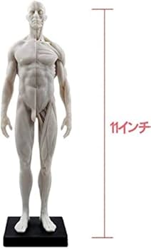 31FY1HAEItL._AC_UF350,