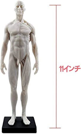 Amazon.co.jp: 人体模型 モデル 人体モデル 男性と女性 1セット 11
