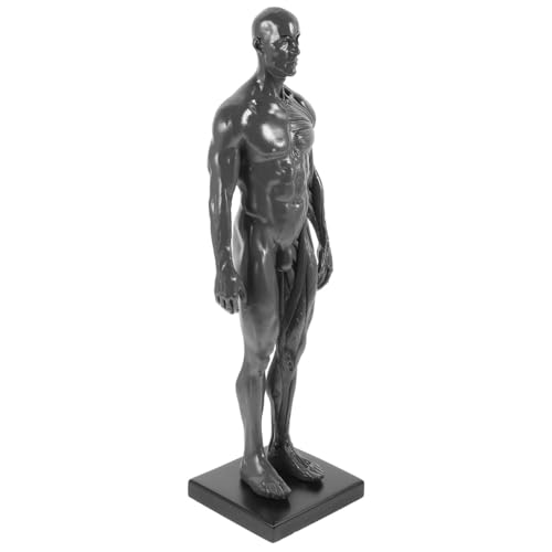 Modèle anatomique des muscles humains FRCOLOR pour étudiant