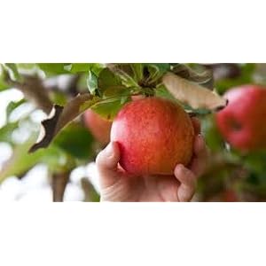 Generic Fresh 50st Apple fruit ZADEN voor opplant Rood groen
