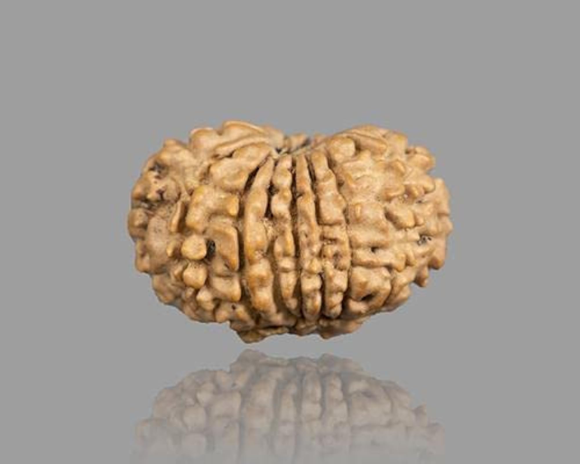 Nepal Bead 14 Mukhi Rudraksha Brown Beads Certified