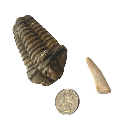 450 Million Yr Old Genuine Fossil Trilobite with Bonus Genuine Fossil Enchodus Tooth by Dinosaurs Rock