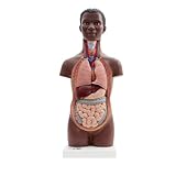 3B Scientific Mini Torso Modell, 12-teilig, dunkle Hautfarbe - 3B Smart Anatomy