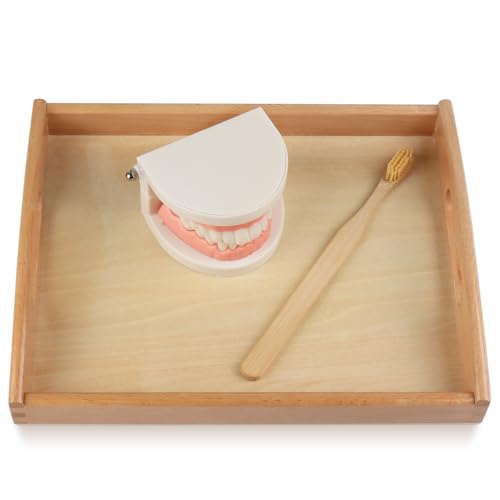 MEROCO Montessori Practical Life Brushing Teeth Model and Cards Montessori Homeschool Learning Preschool Toys for Toddlers - Image 5