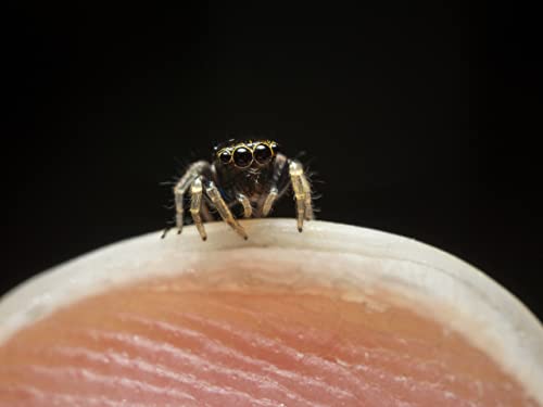 Lente Ultra Macro APO Venus Laowa 50mm f/2.8 M4/3 - Fernando Cortés Lente Ultra Macro APO Venus Laowa 50mm f/2.8 M4/3 - Fernando Cortés