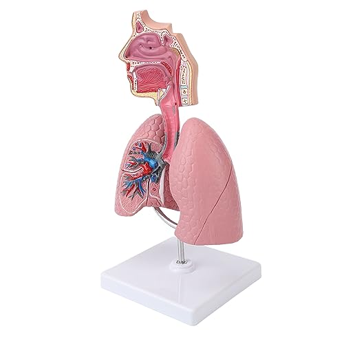 Image of Respiratory System Model with Removable Heart, High Simulation Human Lung Anatomical Display, Teaching Tool for Students Study, Widely Used in Medicine and Biology