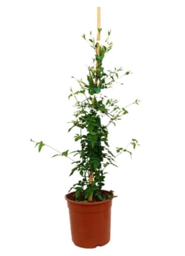 Planta natural Jazmin, 50-60 cm. Jasminum Officinalis. Planta trepadora aromática, flores blancas estrelladas, fragancia dulce, usada en jardines y perfumes. Segura Garden.