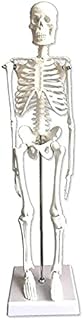 Anatomy Model, Educational Model Mini Skeleton Anatomy Model Anatomy 45cm with Mounted Stand Movable Joint for Medical School Student Anatomical Education for Medical Demonstration