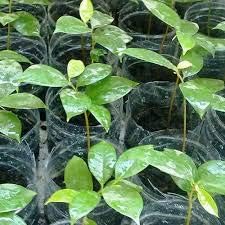 Well Rooted Soursop Plant
