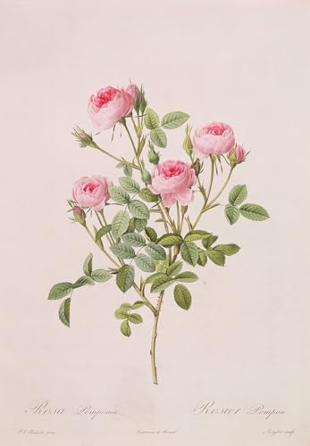 Posters et Art Mural Rosa Pomponia de Pierre Redouté : impression haut de gamme 60x90cm