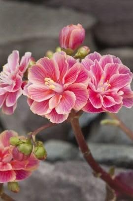 Lewisia Flower Seeds for Home Gardening, Imported, Pack of 100 (peach) (B0D1R1GSTS) Amazon Price History, Amazon Price Tracker
