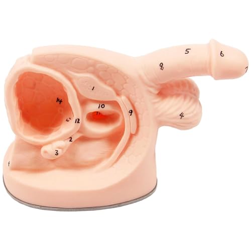 Model treningowy cewnika do praktyki pielęgniarskiej – model anatomiczny z wewnętrznymi i zewnętrznymi znacznikami lokalizacji narządów płciowych