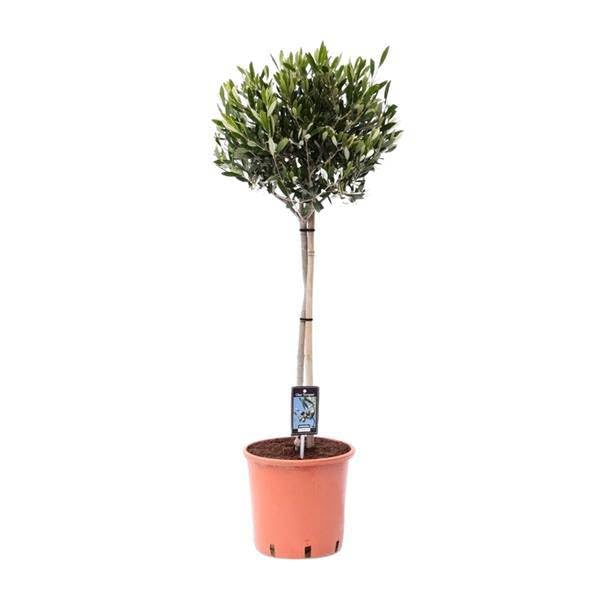 Drzewo oliwne – Olea europaea – Ø 22 cm – wysokość 100 cm – śródziemnomorska roślina pokojowa i ogrodowa, łatwe w pielęgnacji drzewo oliwne z eleganckimi, smukłymi gałęziami i wiecznie zielonymi