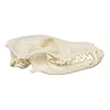 Skulls Unlimited Real Coyote Skull Model Animals Specimen for Science Education A Quality