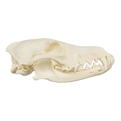 Skulls Unlimited Real Coyote Skull Model Animals Specimen for Science Education A Quality
