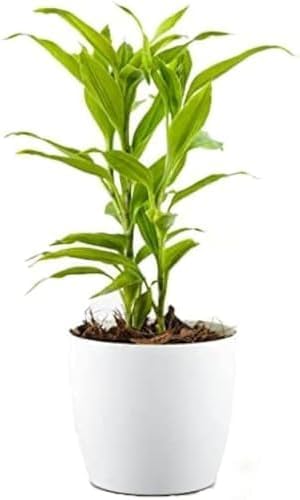 GREEN MAGICIAN Lucky Bamboo & jade plant Live Plant With Grow 2 Pot (B0D9NZ1MD1) Amazon Price History, Amazon Price Tracker