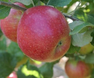 Mini Apple Tree 'Newtons Wonder', Established Plant in 19cm Pot, Apple Tree for Small Gardens, Grow Your Own Fruit, Garden Ready to Plant Out Now, Dessert