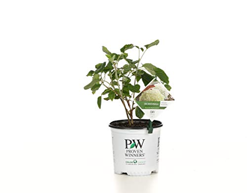 Incrediball Smooth Hydrangea, Live Shrub, Green To White Flowers, 1 Gallon #TOP13