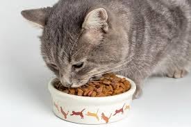 Alpha Cat Dry Food, Adult Formula (1 KG, Chicken) from pets zone