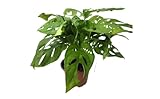 CoollectivePlants Monstera Swiss Cheese – Live Monstera Plant in 4″ Grower’s Pot, Easy Care Indoor House Plants Live and Low Maintenance Indoor Plant