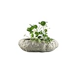 Nos vases sont conçus pour accentuer toutes les parties de la fleur afin que tout le monde puisse créer un merveilleux arrangement avec seulement quelques fleurs.