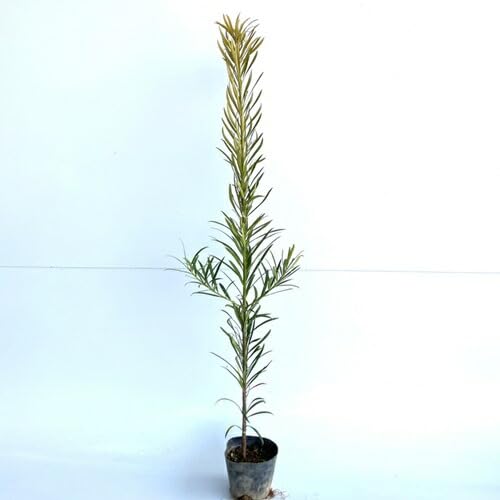 Amazon.co.jp: 【20本セット】イヌマキ 樹高0.5m前後 10.5cmポット