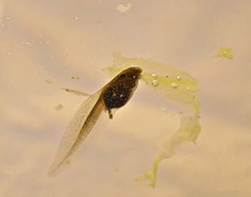 Tadpole Food Sinking Tablets Pellets for Hatchlings and 6 Weeks Plus Twin Pack of Each Feed Pond or Aquarium (1 Pack of Each Food)