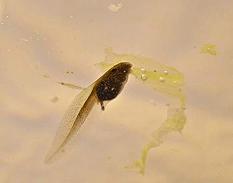 Tadpole Food Sinking Tablets Pellets for Hatchlings and 6 Weeks Plus Twin Pack of Each Feed Pond or Aquarium (1 Pack of Each Food)
