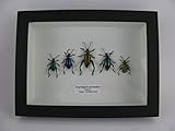insekten schaukasten antik alle Artikel sind bereits verzollt und 100%ig auf Artenschutz hin geprüft. Keine weiteren Kosten für Sie