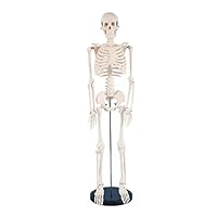 SZYDD Human Skeleton Model for Anatomy 85cm Anatomical Human Skeleton Model Movable Arms and Legs for Hospital Education Use