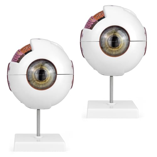 QWORK 6X Enlarged Human Eye Anatomy Model, 2 Pack Magnified Eyeball Model with Detachable Bracket, Anatomically Accurate Science Education Display