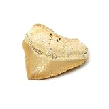 CrystalAge Dent de corax fossilisée de requin – Taille S
