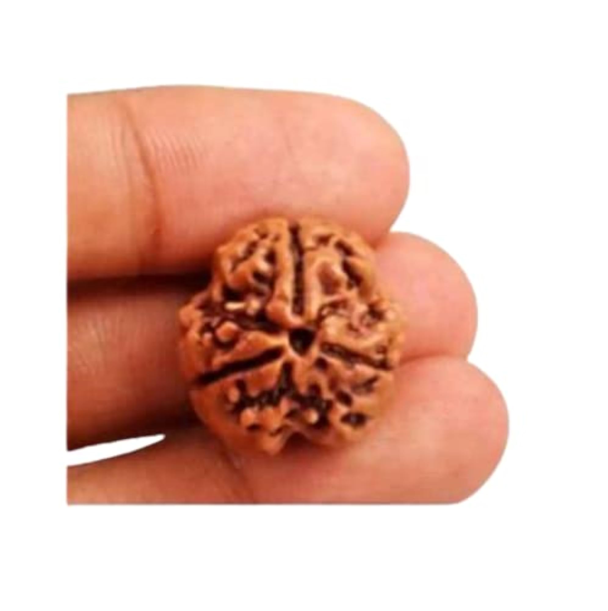 Premium Brown 3 Mukhi Rudraksha Beads from Nepal