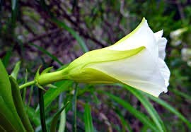 Guruji Plantation Kaner Plant White Color Flower Live with Beautiful Pot & Secure Packing (B08Y7LCQCN) Amazon Price History, Amazon Price Tracker