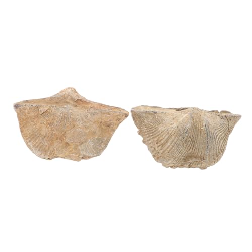 CIYODO 2pcs Stone Swallow Specimen Sea Shell Specimen Adornment Shell Specimen Decoration Natural Seashell Educational Spirifer Adornment Conch Specimen Natural Shell Specimen