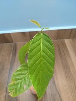 Questa Nursery Sal Tree, Plant Shorea robusta - Plant Garden Live Plant Nursery Outdoor Living Plant polybag.