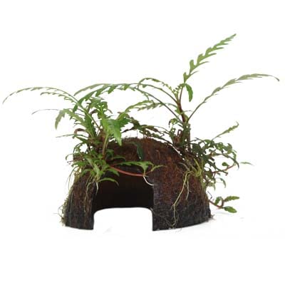 Aquarium Pflanze Hygrophila pinnatifida Wasserpflanze auf Kokosnussschale Nr.509 YCS Aquariumpflanze Wurzelstock Rhizom