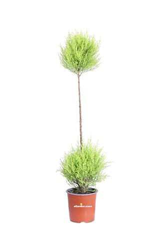 Pianta di Cupressus Macrocarpa Goldcrest Ball Albero di Cipresso Goldcrest pianta da esterno albero ornamentale in vaso Cipresso con chioma sferica pianta vera venduta da eGarden.store (Vaso 14 cm)