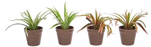 Image of amazon basics Artificial Plants with Pot| Dragon Grass| Lifelike Appearance | Durable Plastic | No Maintenance | Home Decor | Dimensions: 10 cm X 23 cm (Pack of 4)