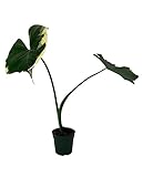 Mickey Mouse Upright Elephant Ear - Alocasia Xanthosoma - 6' Pot