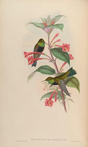 Affiche oiseau Oreotrochilus Melanogaster par John Gould impression sur toile 60x90cm