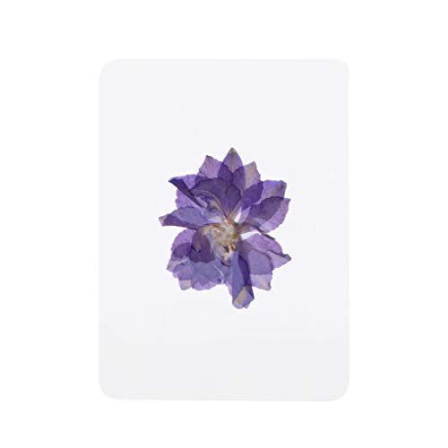 Hojas de Flores Prensadas Secas Naturales para Arte miniatura 2