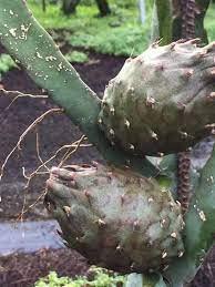African Black Dragon Fruit Live Plant (Black Colour)With Plastic Pepar Bag (B0BQY5MMR2) Amazon Price History, Amazon Price Tracker