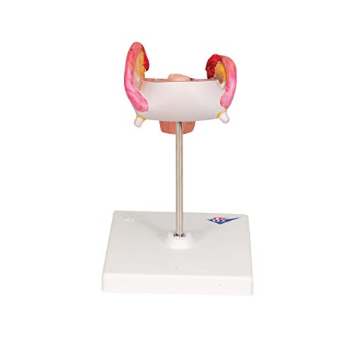 Image of 3B Scientific L10 /2 2nd Month Embryo - 3B Smart Anatomy